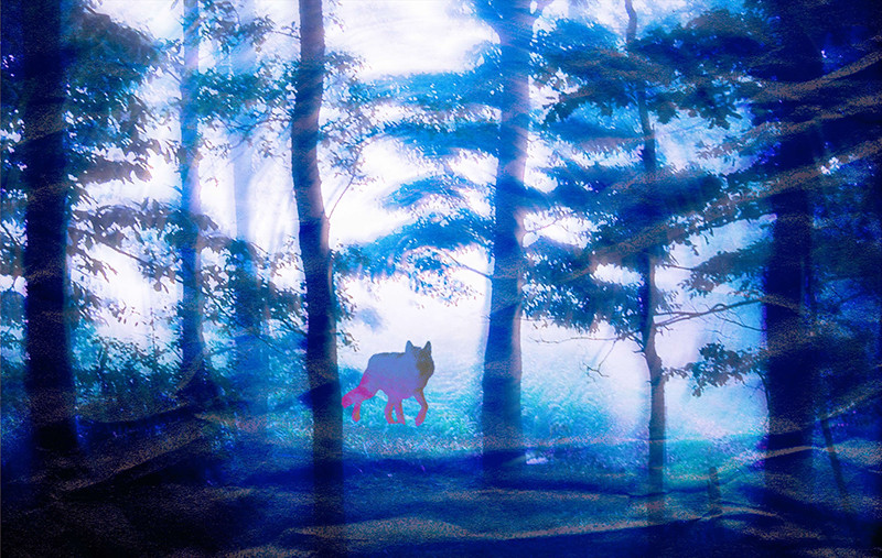 SE SOUVENIR DES LOUPS – finale le 26 juin à Rennes